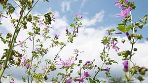 Wilde Malve mit Himmel im Hintergrund