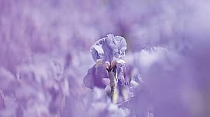 Iris field in Italy