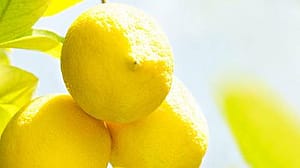 Zitronen