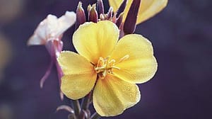 Вечерняя примула