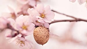 Mandelblüte & -kern