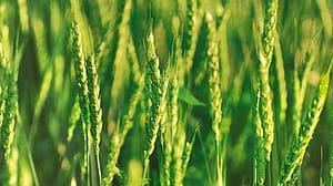plantas de trigo