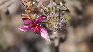 ratanhia