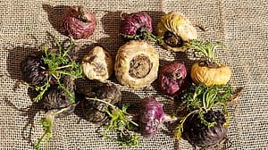 Macawurzeln liegen auf einem Jutesack