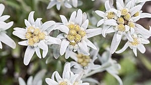edelweiss blueten