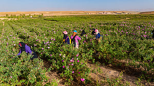 Des femmes récoltent des roses au Maroc