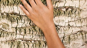 dry skin hands on tree