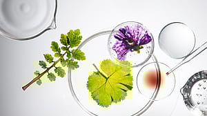 Verschiedene Inhaltsstoffe, Petrischalen und eine Pipette