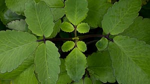 Bryophyllum Blaetter