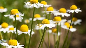 Weleda garden
