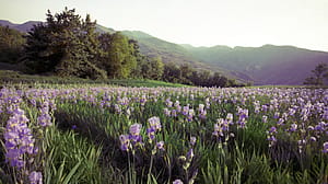 Iris field in Italy