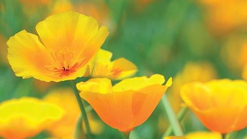 Pavot Jaune de Californie