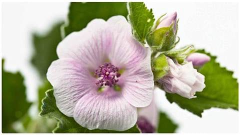 white mallow flower closeup