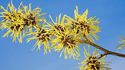 witch hazel
