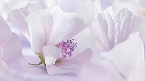 white mallow leaves