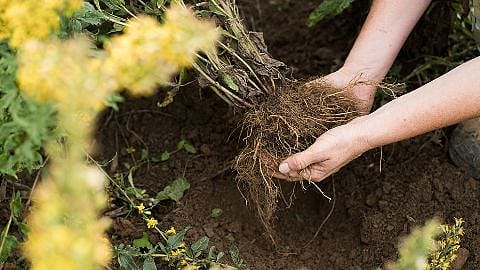 Hände halten einen Wurzelballen