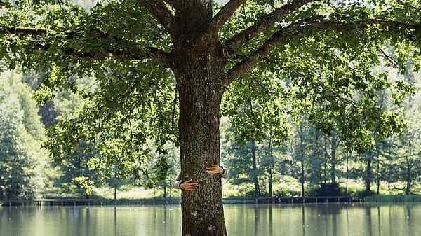 persona abrazando a un arbol en un bosque con un lago
