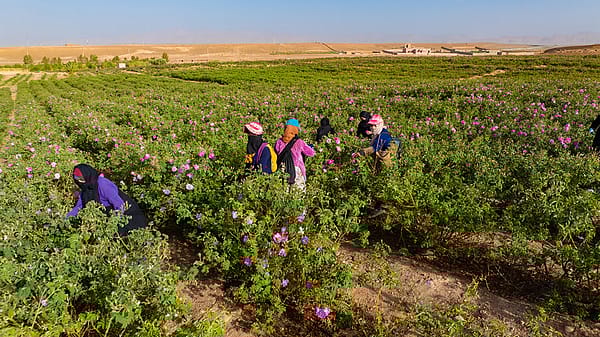 Frauen ernten Rosen in Marokko