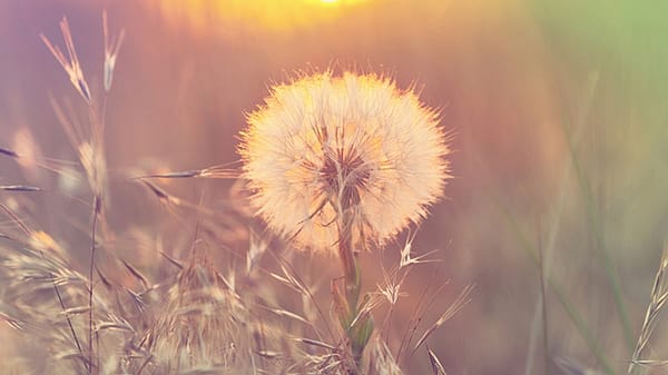 Löwenzahn im Abendlicht