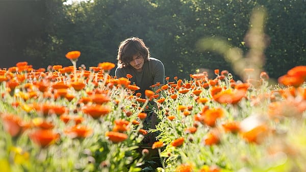 Tuinman in ons Calendula veld in Duitsland