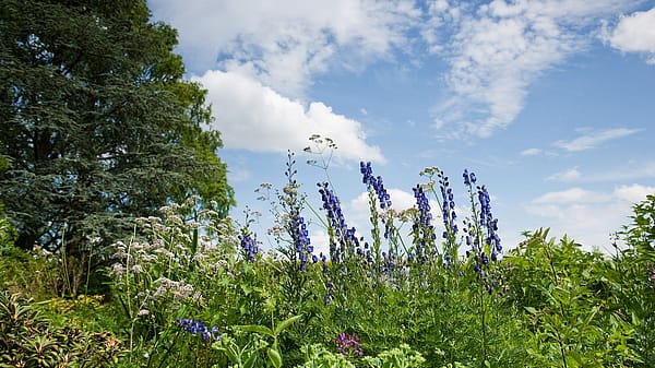 Garten mit Heilpflanzen wie Blauer Eisenhut