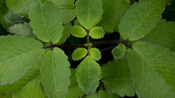 Bryophyllum Blaetter