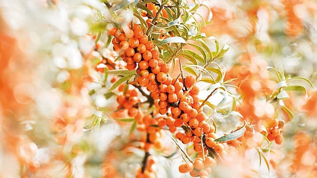 Sanddornbeeren am Strauch