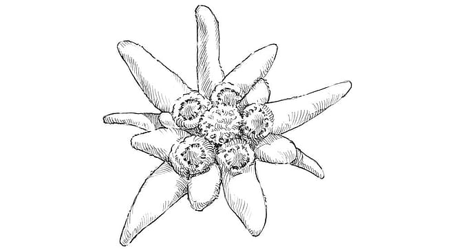 illustration edelweiss bluete