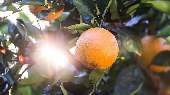 Eine Orange hängt an einem Baum im Gegenlicht