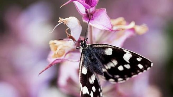 butterfly on flowers