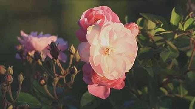 Wildrose