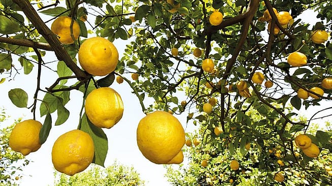 Citrusfruechte an einem Baum