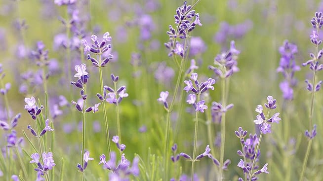 Lavande