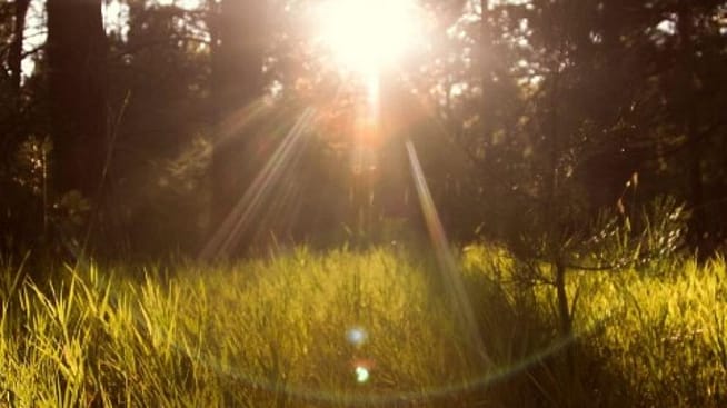Zon gaat onder tussen bomen