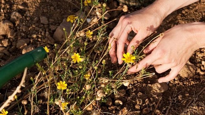 Des mains creusent dans la terre.