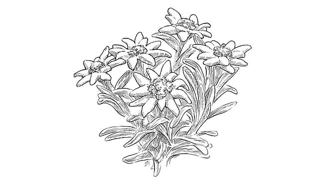illustration edelweiss pflanze