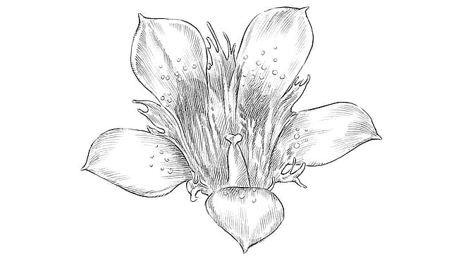 illustration Blauer Enzian Blüte