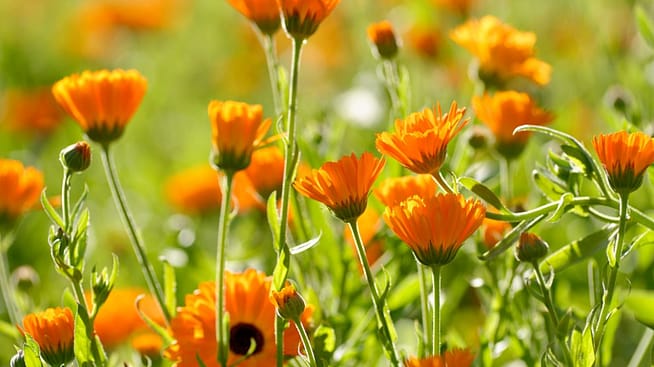 Calendula in de WELEDA tuin