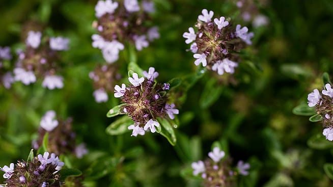 Bluehender Thymian