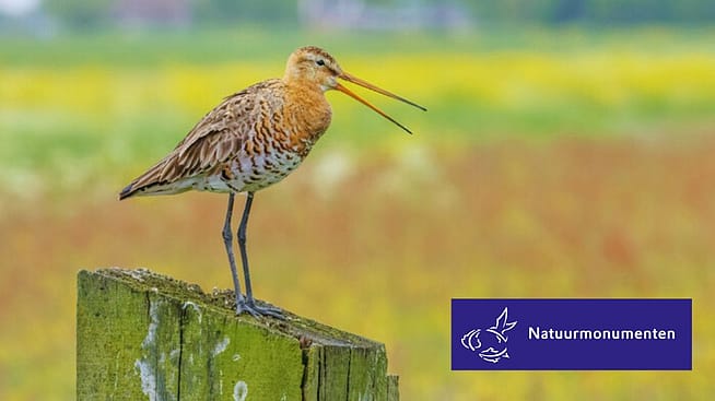 vogel in veld - Natuurmonumenten