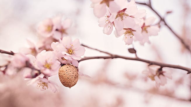 Branche d'amandier avec des fleurs
