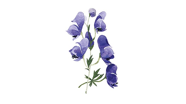 Illustration Eisenhut