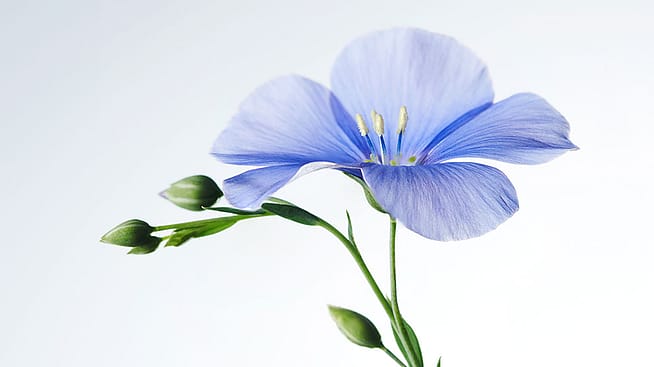 Flachs Bluete
