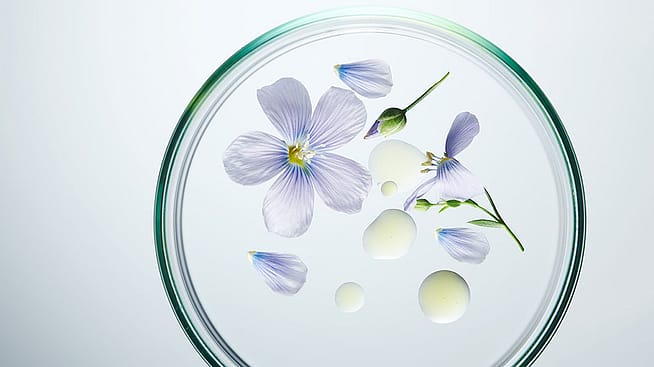Flachs Bluetenblaetter in einer Petrischale