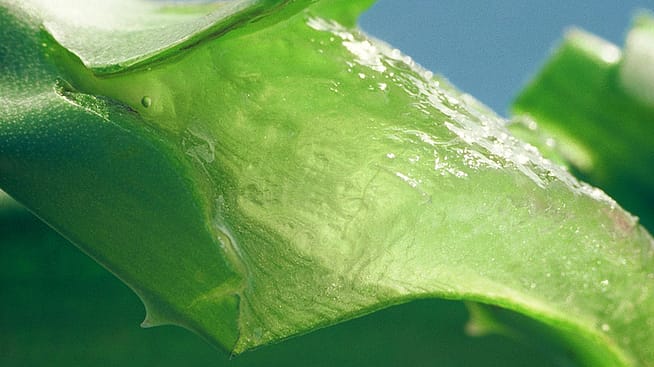 Aufgeschnittenes Aloe Vera Blatt