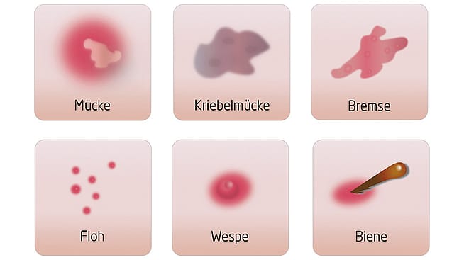 Stichillustrationen