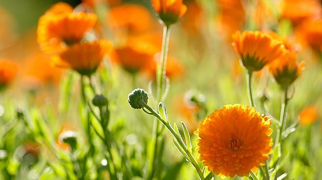 Calendulablueten