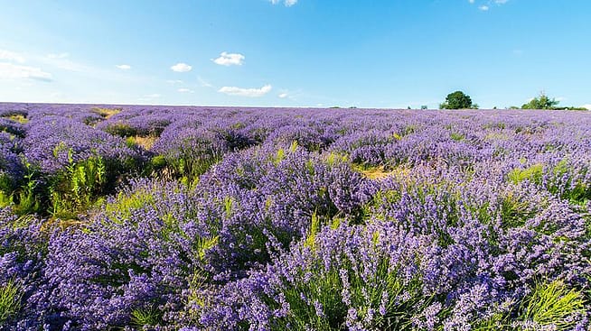 bluehendes Lavendelfeld in Bulgarien