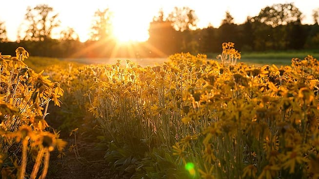 Arnikafeld leuchtet orange in der Abendsonne