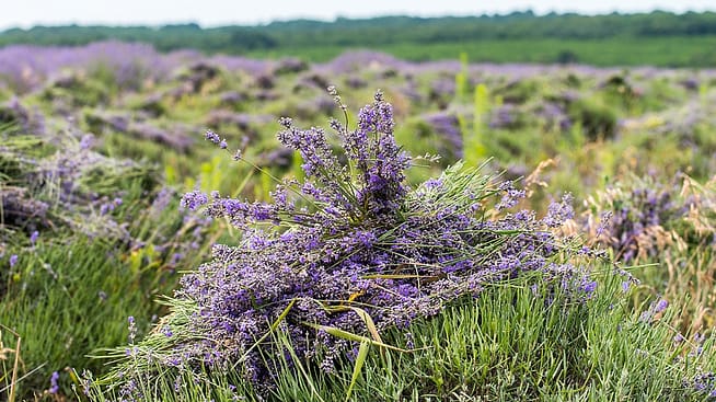 Lavendel